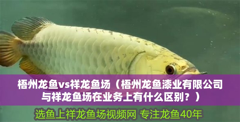 梧州龍魚vs祥龍魚場(梧州龍魚漆業有限公司與祥龍魚場在業務上有什么區別?) 全國水族館企業名錄 第1張 梧州龍魚vs祥龍魚場(梧州龍魚漆業有限公司與祥龍魚場在業務上有什么區別?) 梧州龍魚vs祥龍魚場(梧州龍魚漆業有限公司與祥龍魚場在業務上有什么區別?) 全國水族館企業名錄 第1張