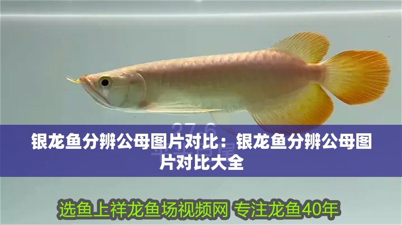 銀龍魚分辨公母圖片對比：銀龍魚分辨公母圖片對比大全