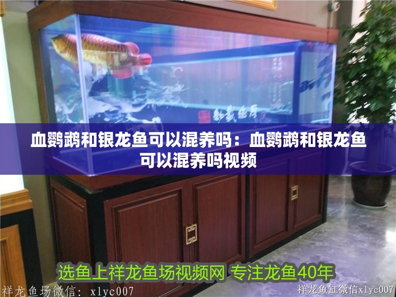 血鸚鵡和銀龍魚可以混養嗎：血鸚鵡和銀龍魚可以混養嗎視頻