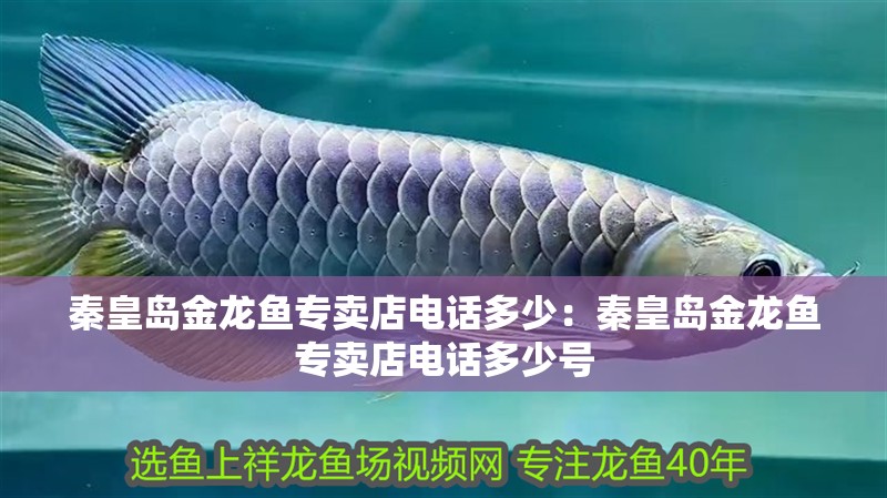 秦皇島金龍魚專賣店電話多少：秦皇島金龍魚專賣店電話多少號