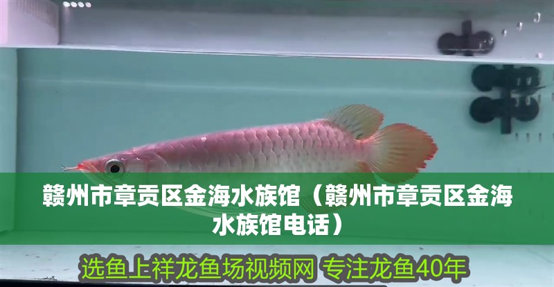 贛州市章貢區金海水族館（贛州市章貢區金海水族館電話）