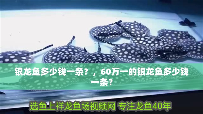 銀龍魚多少錢一條？，60萬一的銀龍魚多少錢一條？