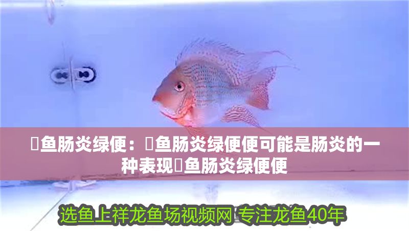 魟魚腸炎綠便：魟魚腸炎綠便便可能是腸炎的一種表現魟魚腸炎綠便便