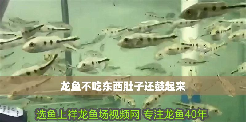 龍魚不吃東西肚子還鼓起來