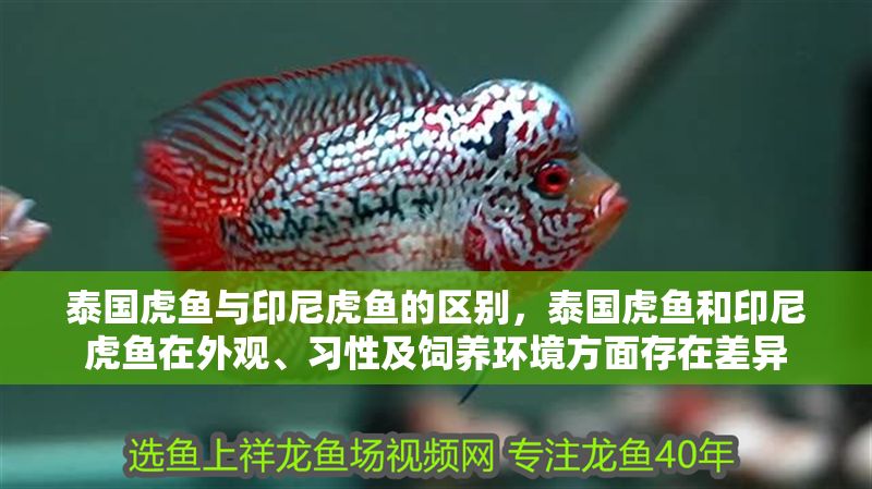 泰國虎魚與印尼虎魚的區別，泰國虎魚和印尼虎魚在外觀、習性及飼養環境方面存在差異