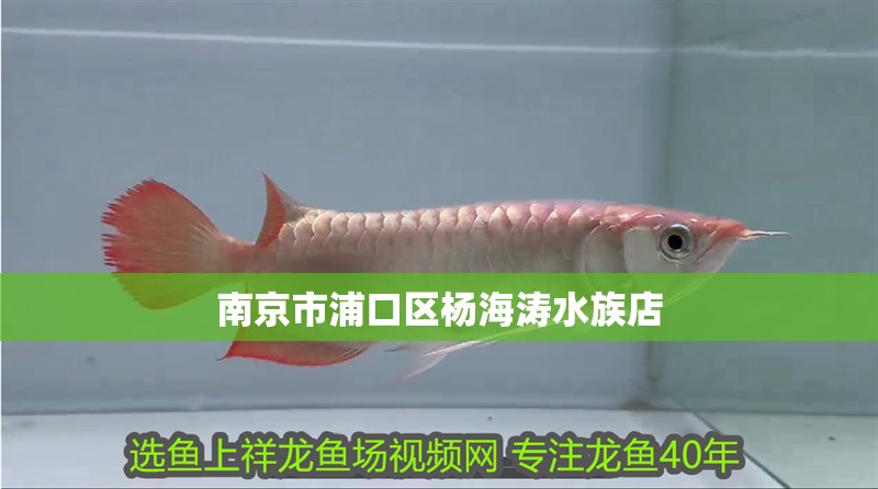 南京市浦口區(qū)楊海濤水族店
