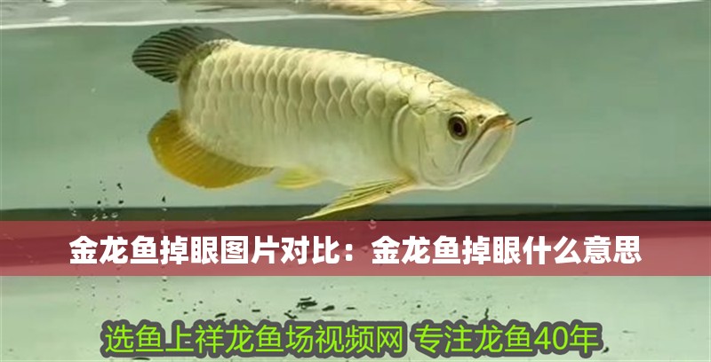 金龍魚掉眼圖片對比：金龍魚掉眼什么意思