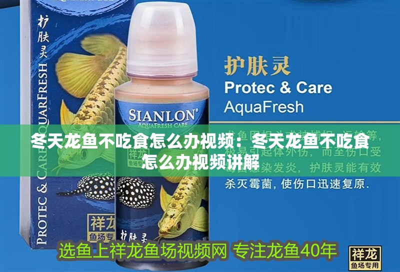 冬天龍魚不吃食怎么辦視頻：冬天龍魚不吃食怎么辦視頻講解