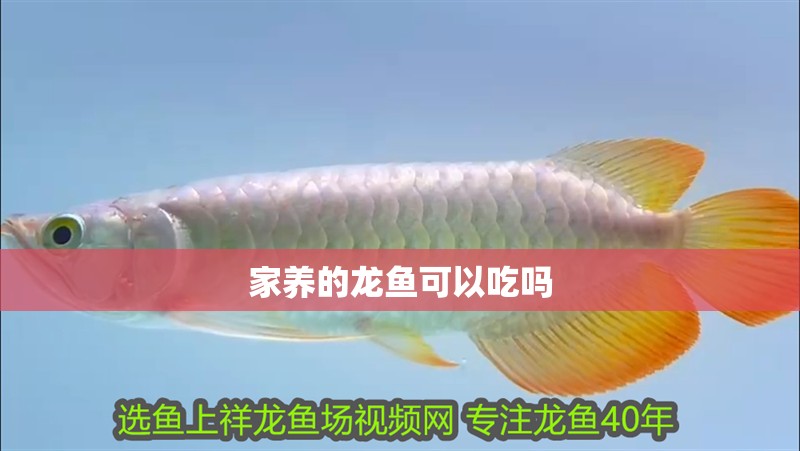 家養的龍魚可以吃嗎