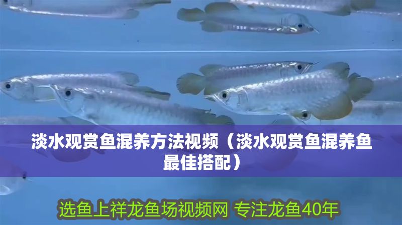 淡水觀賞魚混養(yǎng)方法視頻（淡水觀賞魚混養(yǎng)魚最佳搭配）