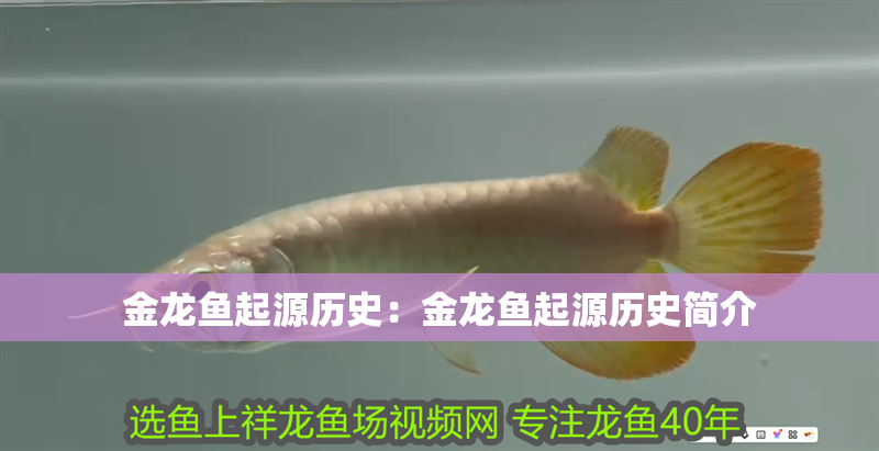 金龍魚起源歷史：金龍魚起源歷史簡介