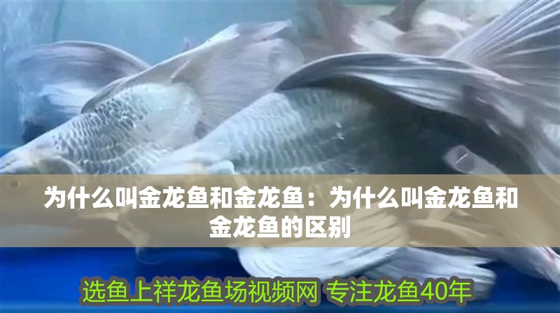 為什么叫金龍魚和金龍魚：為什么叫金龍魚和金龍魚的區別