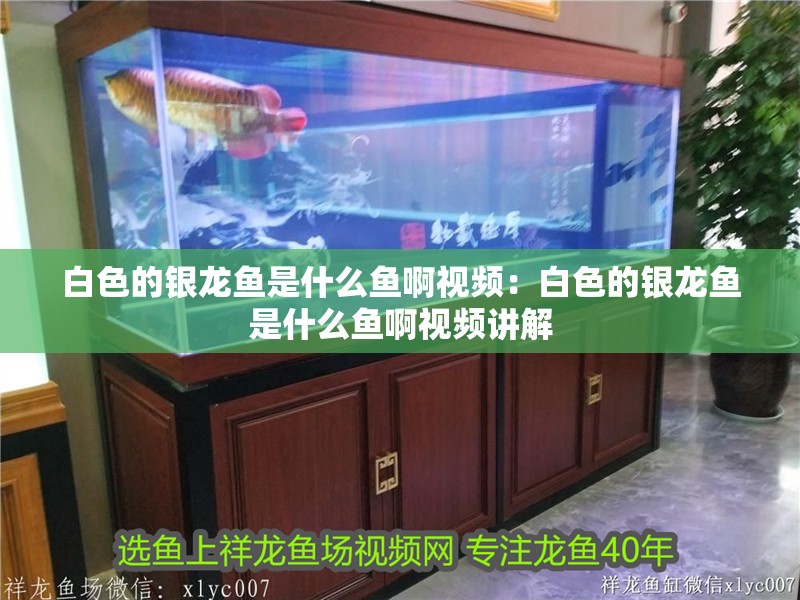 白色的銀龍魚是什么魚啊視頻：白色的銀龍魚是什么魚啊視頻講解