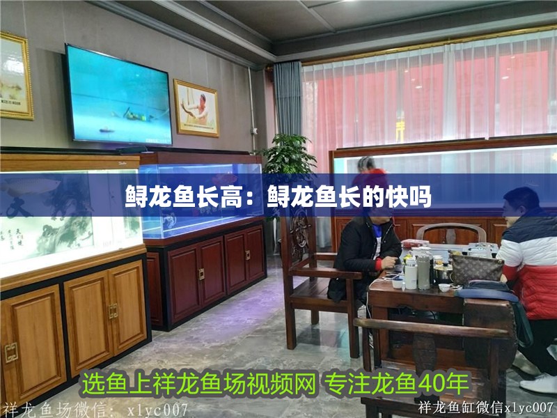 鱘龍魚長高：鱘龍魚長的快嗎 鱘龍魚長高：鱘龍魚長的快嗎 水族問答