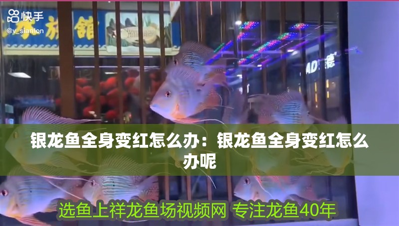 銀龍魚全身變紅怎么辦：銀龍魚全身變紅怎么辦呢
