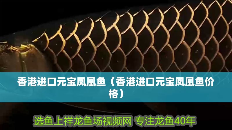 香港進口元寶鳳凰魚（香港進口元寶鳳凰魚價格）