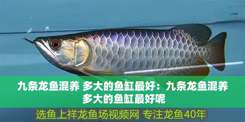 九條龍魚混養(yǎng) 多大的魚缸最好：九條龍魚混養(yǎng) 多大的魚缸最好呢