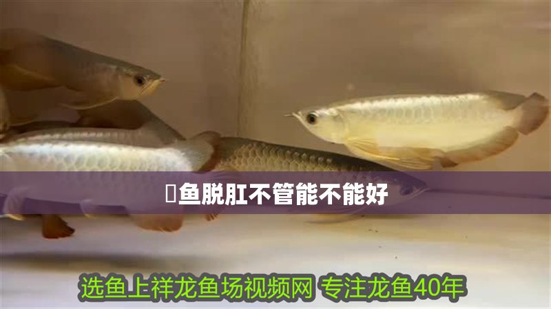 魟魚(yú)脫肛不管能不能好