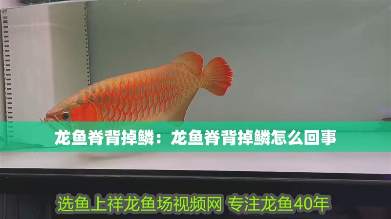 龍魚脊背掉鱗：龍魚脊背掉鱗怎么回事
