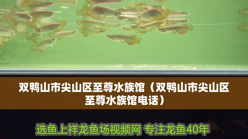 雙鴨山市尖山區至尊水族館（雙鴨山市尖山區至尊水族館電話）