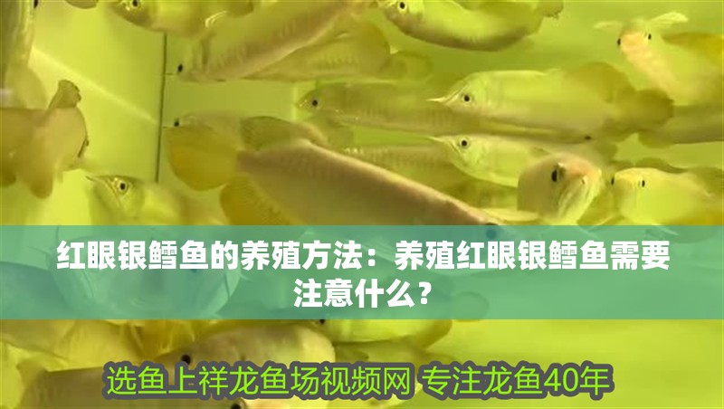 紅眼銀鱈魚的養殖方法：養殖紅眼銀鱈魚需要注意什么？