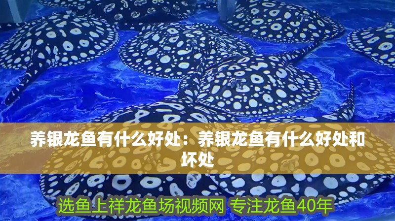 養銀龍魚有什么好處：養銀龍魚有什么好處和壞處
