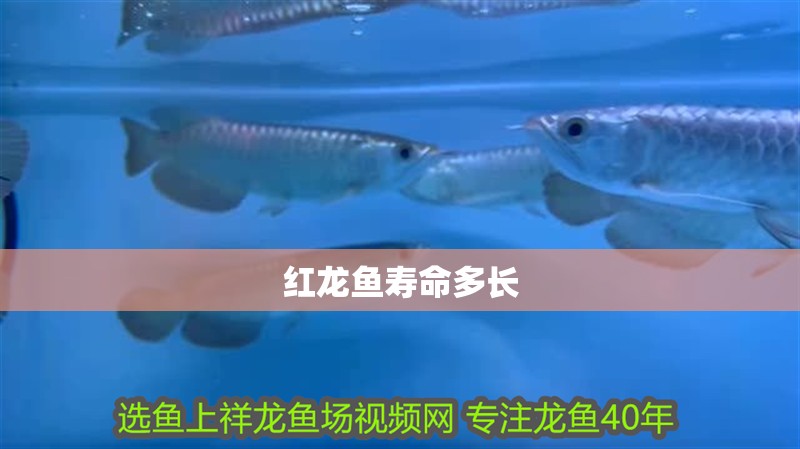紅龍魚壽命多長 紅龍魚壽命多長 龍魚百科 第1張