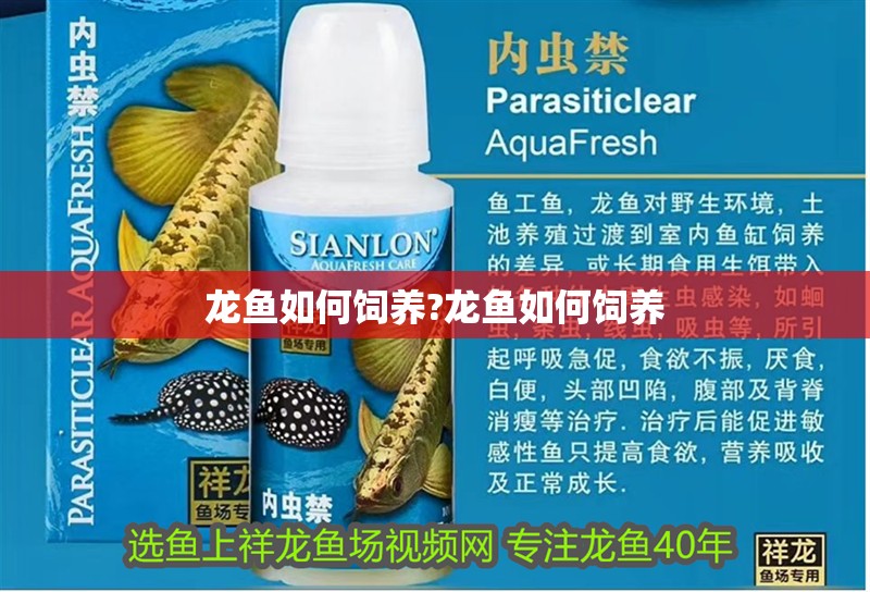 龍魚(yú)如何飼養(yǎng)?龍魚(yú)如何飼養(yǎng) 龍魚(yú)如何飼養(yǎng)?龍魚(yú)如何飼養(yǎng) 水族問(wèn)答