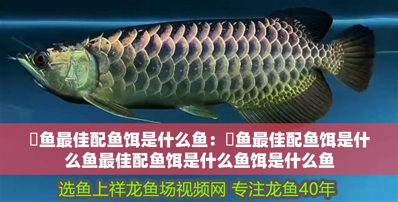 魟魚最佳配魚餌是什么魚:魟魚最佳配魚餌是什么魚最佳配魚餌是什么魚餌是什么魚 魟魚百科 第2張 魟魚最佳配魚餌是什么魚:魟魚最佳配魚餌是什么魚最佳配魚餌是什么魚餌是什么魚 魟魚最佳配魚餌是什么魚:魟魚最佳配魚餌是什么魚最佳配魚餌是什么魚餌是什么魚 魟魚百科 第2張