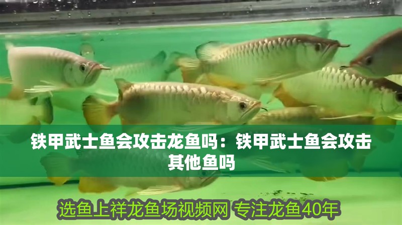 鐵甲武士魚會攻擊龍魚嗎：鐵甲武士魚會攻擊其他魚嗎