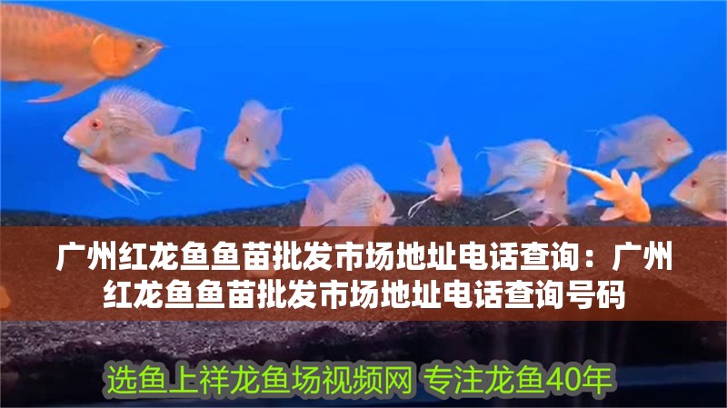 廣州紅龍魚魚苗批發市場地址電話查詢：廣州紅龍魚魚苗批發市場地址電話查詢號碼