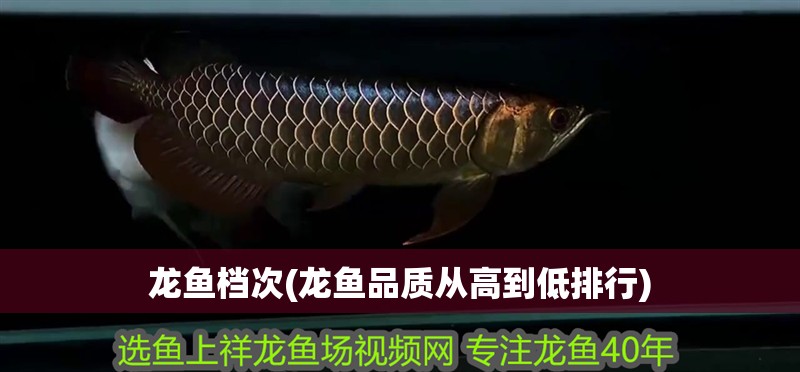 龍魚檔次(龍魚品質從高到低排行)