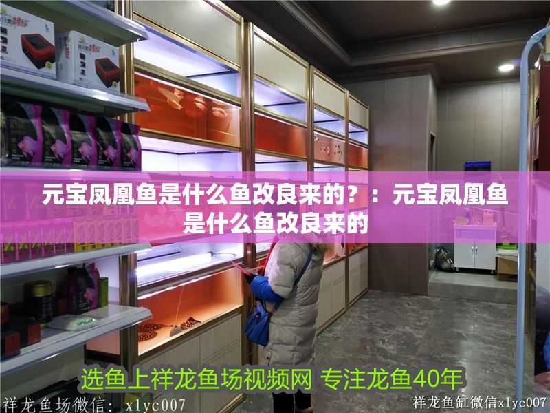 元寶鳳凰魚是什么魚改良來(lái)的？：元寶鳳凰魚是什么魚改良來(lái)的