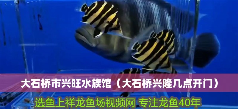 大石橋市興旺水族館（大石橋興隆幾點開門）