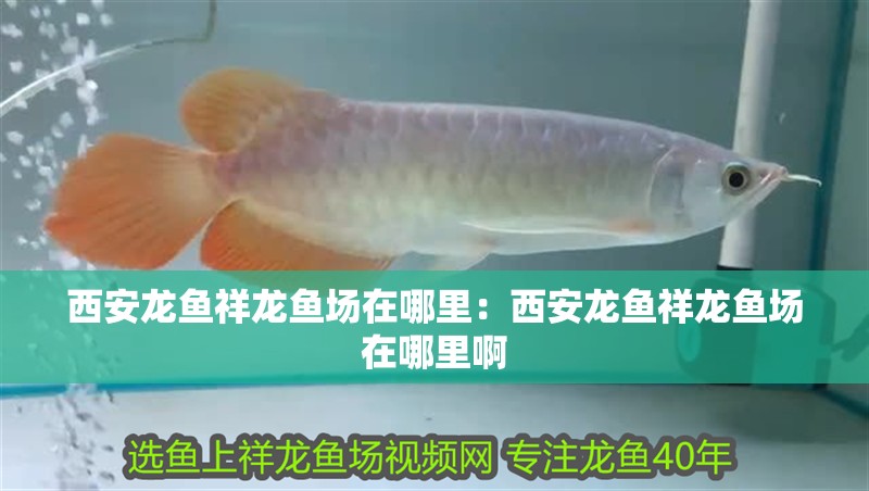 西安龍魚祥龍魚場在哪里：西安龍魚祥龍魚場在哪里啊