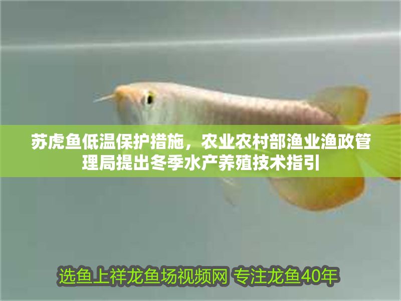 蘇虎魚低溫保護(hù)措施，農(nóng)業(yè)農(nóng)村部漁業(yè)漁政管理局提出冬季水產(chǎn)養(yǎng)殖技術(shù)指引