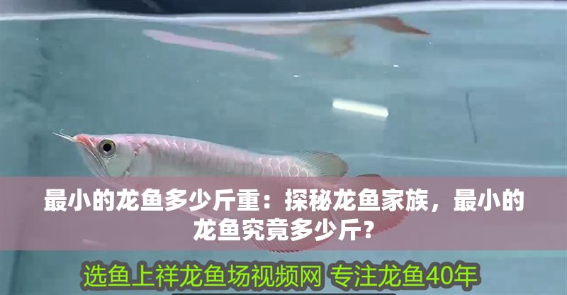 最小的龍魚多少斤重：探秘龍魚家族，最小的龍魚究竟多少斤？