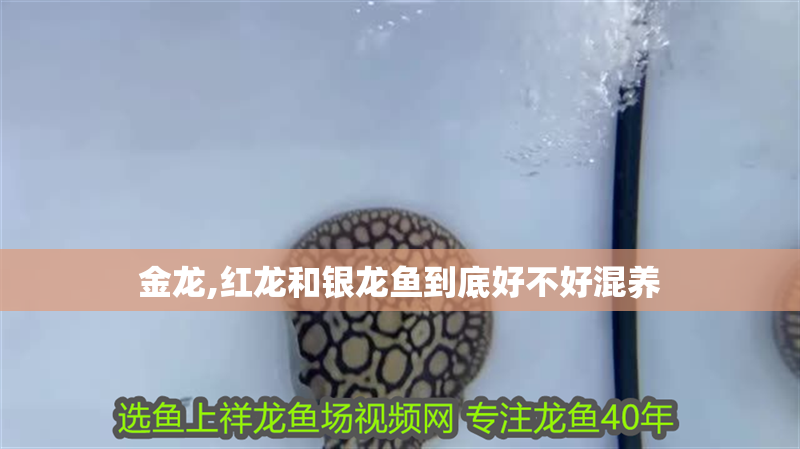 金龍,紅龍和銀龍魚到底好不好混養(yǎng) 龍魚百科 第2張 金龍,紅龍和銀龍魚到底好不好混養(yǎng) 金龍,紅龍和銀龍魚到底好不好混養(yǎng) 龍魚百科 第2張