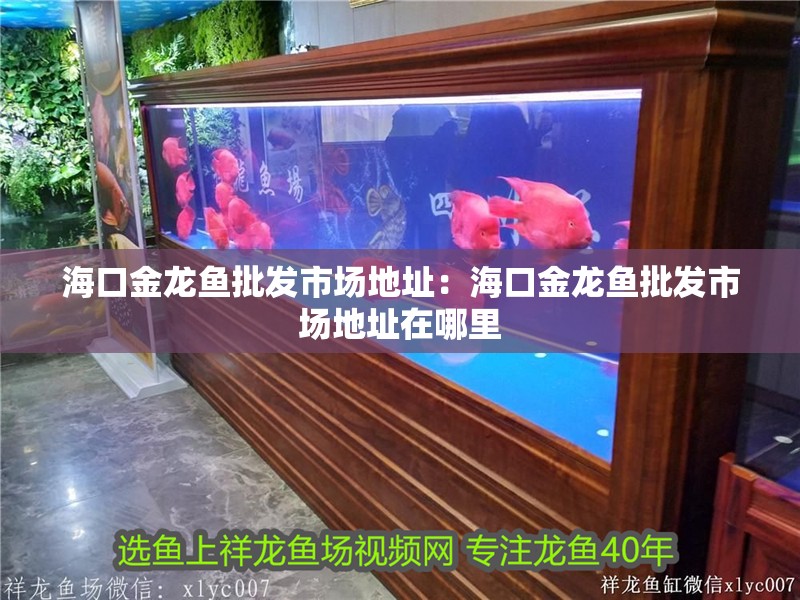 海口金龍魚批發市場地址：海口金龍魚批發市場地址在哪里