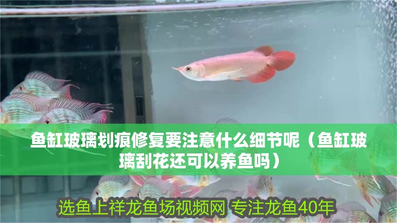 魚缸玻璃劃痕修復要注意什么細節呢（魚缸玻璃刮花還可以養魚嗎）