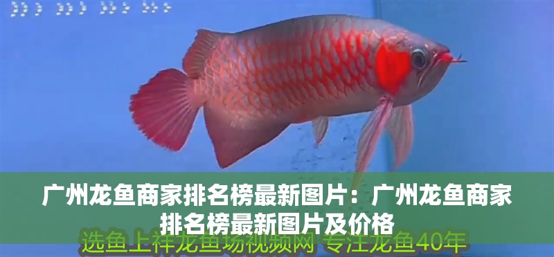 廣州龍魚商家排名榜最新圖片：廣州龍魚商家排名榜最新圖片及價格