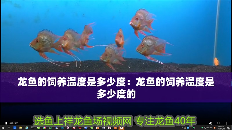 龍魚的飼養溫度是多少度：龍魚的飼養溫度是多少度的 龍魚的飼養溫度是多少度：龍魚的飼養溫度是多少度的 水族問答