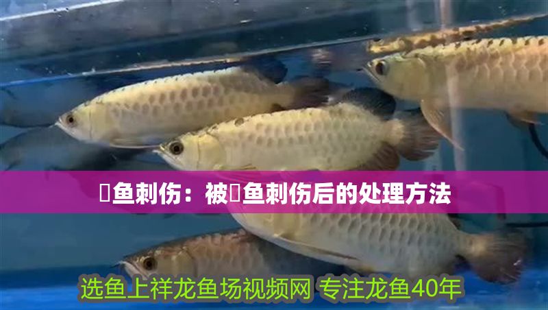 魟魚刺傷：被魟魚刺傷后的處理方法 魟魚刺傷：被魟魚刺傷后的處理方法 魟魚百科 第2張
