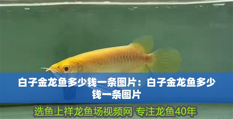 白子金龍魚多少錢一條圖片：白子金龍魚多少錢一條圖片 白子金龍魚多少錢一條圖片：白子金龍魚多少錢一條圖片 水族問答