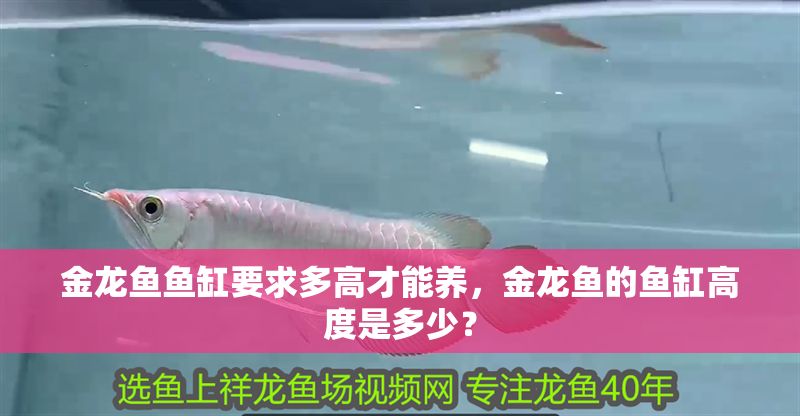 金龍魚魚缸要求多高才能養(yǎng)，金龍魚的魚缸高度是多少？