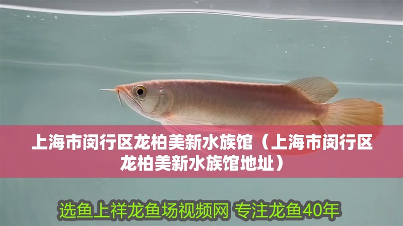 上海市閔行區龍柏美新水族館（上海市閔行區龍柏美新水族館地址）