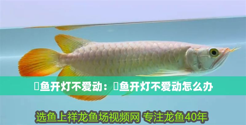 魟魚開燈不愛動：魟魚開燈不愛動怎么辦 魟魚開燈不愛動：魟魚開燈不愛動怎么辦 魟魚百科 第2張