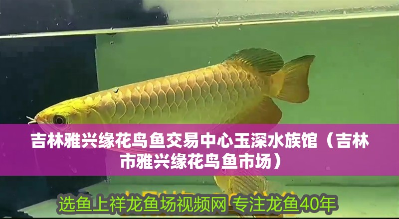 <strong><mark>吉林</mark></strong>雅興緣花鳥魚交易中心玉深水族館（<strong><mark>吉林</mark></strong>市雅興緣花鳥魚市場）