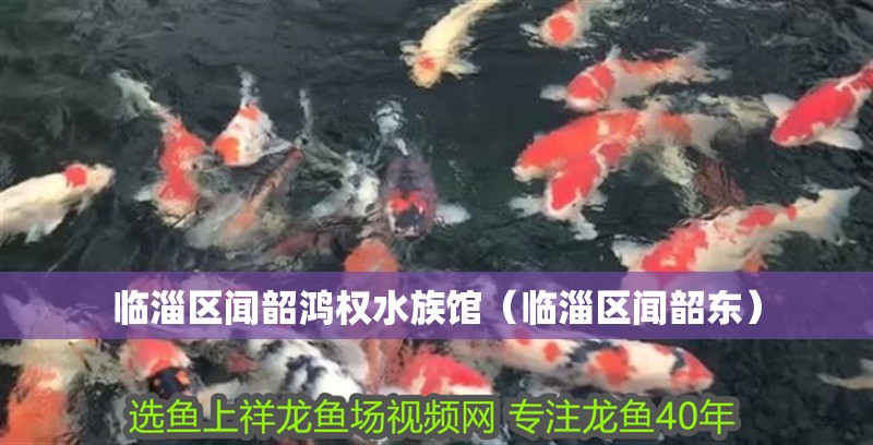 臨淄區聞韶鴻權水族館（臨淄區聞韶東）