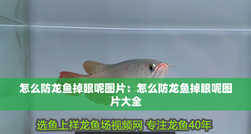 怎么防龍魚掉眼呢圖片：怎么防龍魚掉眼呢圖片大全 怎么防龍魚掉眼呢圖片：怎么防龍魚掉眼呢圖片大全 水族問答